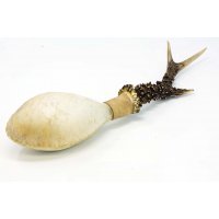 Shamanshaker Rehgeweih L Meer