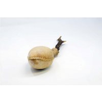 Shamanshaker Rehgeweih M Meer