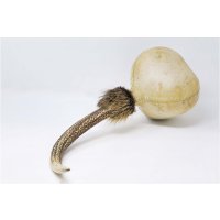 Shamanshaker Hirschgeweih XL Regen